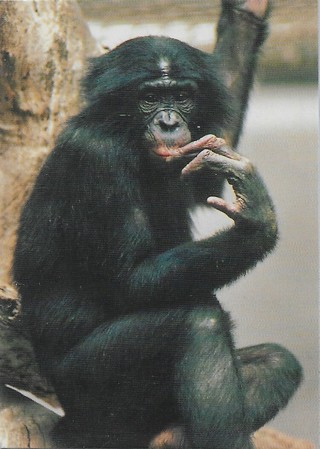  1993 Cardz World Famous San Diego Zoo #22 Pygmy Chimpanzee