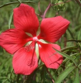  Hardy Red Texas Star Hibiscus seeds