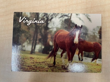 Virginia (Horses) Postcard 