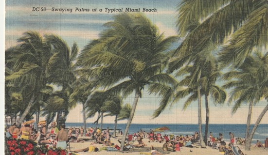 Vintage Used Postcard: (o): 1950 Swaying Palms at Miami Beach, FL