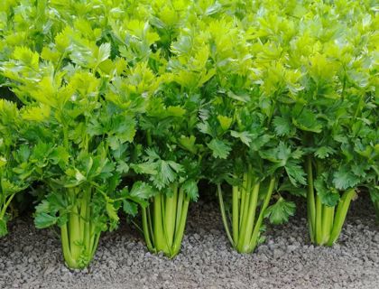 Celery Seeds