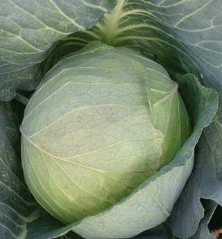 Brunswick Cabbage!  15 seeds