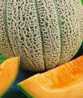 Hales Best Jumbo Melon--15 seeds