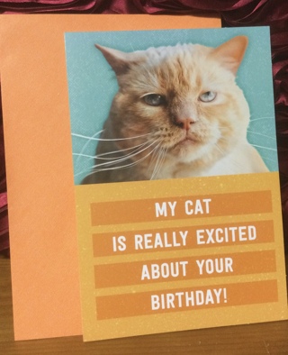 Grumpy Looking Orange Cat Birthday Card