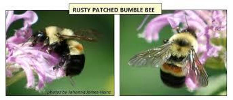 SAVE THE RUSTY PATCHED BUMBLE BEE By Planting These 5 Rare Native Wildflowers and Herbs! 