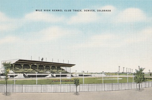 Vintage Unused Postcard: s: Mile High Kennel Club Track, Denver, CO