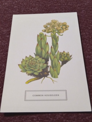 Botanical Postcard - COMMON HOUSELEEK