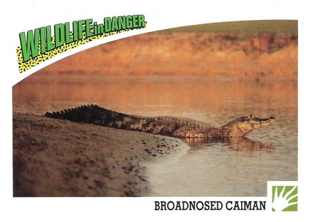  1992 Panini Wildlife in Danger #48 Broadnosed Caiman