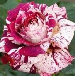 Red Candystripe Rose