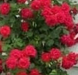 Climbing Roses--RED