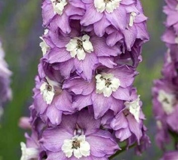 Purple with White Bee Delphinium
