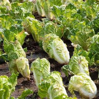 1000 napa Chinese Cabbage Seeds