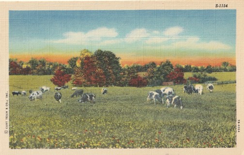 Vintage Unused Postcard: j: Cattle in a Field