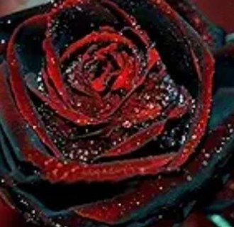 Dark Blood Red Rose