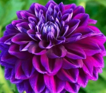 "Boogie Nights" Dahlia