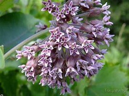 20+ milkweed seeds