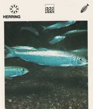 Vintage 1975 Leisure Books Animal Card: crdgin1: HERRING