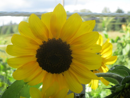 sunflower seeds