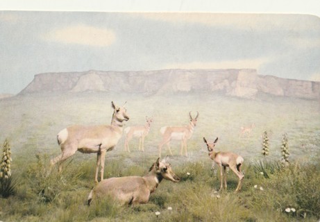 Vintage Unused Postcard: American Antelope