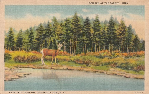 Vintage Used Postcard: e: 1938 Greetings from the Adirondack Mountains, NY