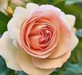 Peach Roses