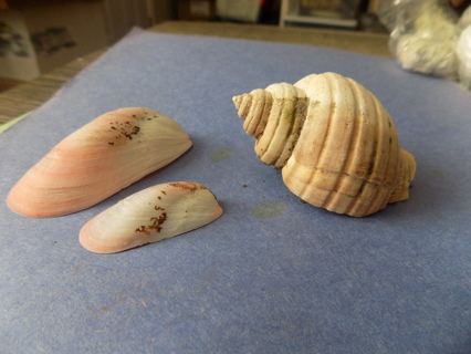 Set of 3 sea shells bag # 1 two are pink, 1 is white