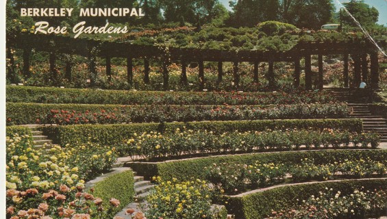 Vintage Used Postcard: B: Berkeley Municipal Rose Gardens, CA