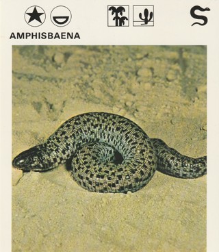 Vintage 1975 Leisure Books Animal Card: crdgin2: AMPHISBAENA