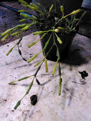 Hatiora salicornioides "Dancing Bones"  Rhipsalias Rooted in 2.5" grower's pot.