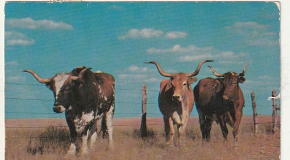 Vintage Used Postcard: d: 1964 Texas Longhorn Cattle