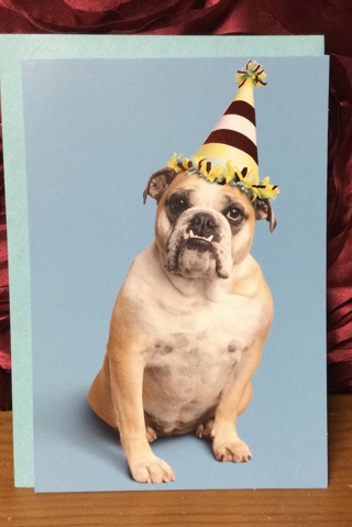 Bulldog Wearing Party Hat