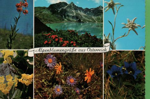 used Postcard - flowers of the alps - Multiview