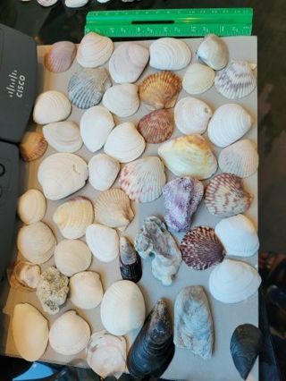 Seashells (10)- Medium to Large- ASST random selection- will be shipped in a box