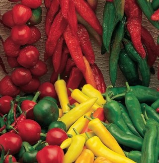 Hot pepper seeds--unlabeled--15 seeds