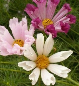 Tubular cosmos