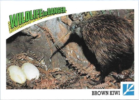  1992 Panini Wildlife in Danger #72 Brown Kiwi