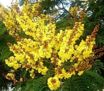 Yellow Flamboyant Tree