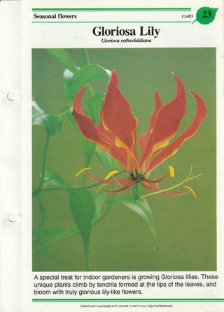 Success with Plants Leaflet: Gloriosa Lily