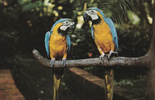 Vintage Unused Postcard: a: Blue/Gold Macaws, Sarasota Jungle Gardens, FL