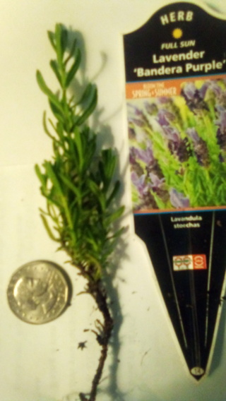 Herb, Lavender Banderas Purple, Cutting with small roots.
