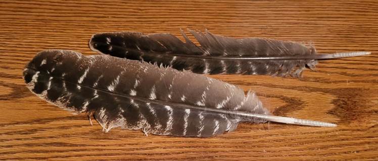 LARGE CRAFT or SMUDGING FEATHERS 4 - Free Shipping