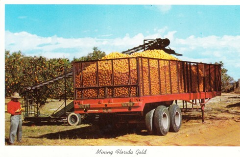 Vintage Postcard Mining Florida Gold