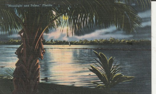 Vintage Used Postcard: L: Moonlight & Palms, FL