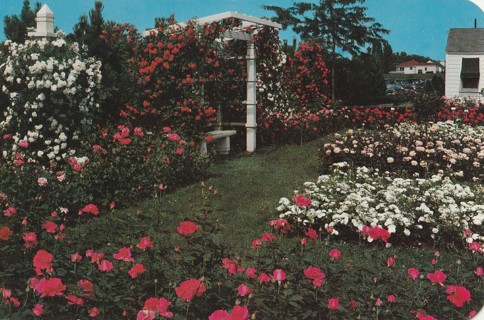 Vintage Unused Postcard: GIN: Jackson & Perkins Rose Garden, Newark, NY