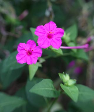 30 Four O’Clock pink flower seeds annual/perennial organic / Marvel of Peru