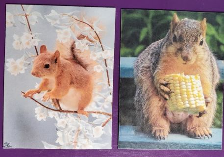 Squirrel Magnets