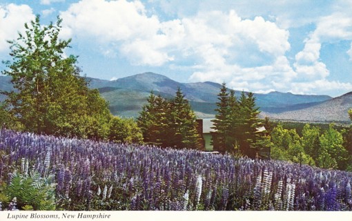 Vintage Postcard Lupine Blossoms, NH