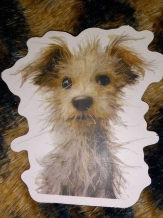 Dog Cool one nice vinyl sticker no refunds regular mail only Very nice quality!