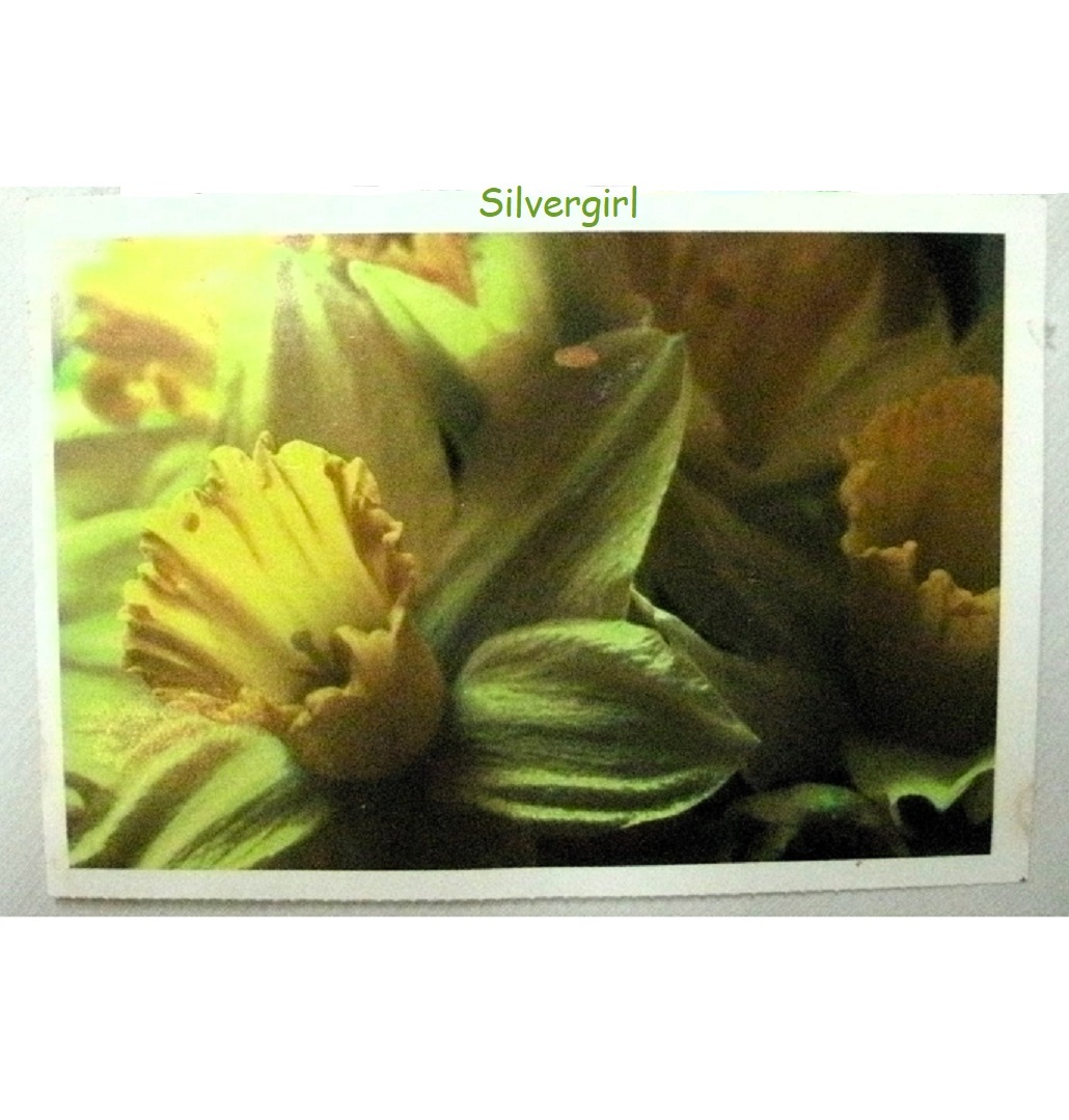 Free: Beautiful Vintage Flowers Rockwood Gardens/Reader Service Postcards 4 To Choose From