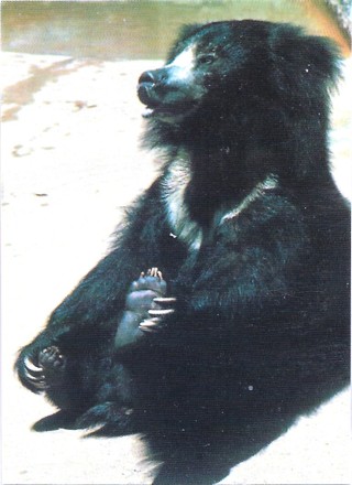 1993 Cardz World Famous San Diego Zoo #12 Sloth Bear